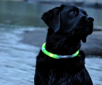 glowdoggie Dog Collar glowdoggie Dog Collar