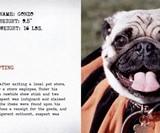 Pug Mugs: Good Pugs Gone Bad