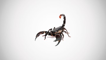 I dare you to eat a Black Forest Scorpion. I dare you to eat a Black Forest Scorpion.