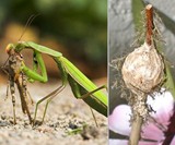 Praying Mantis Eggs