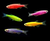 GloFish Fluorescent Fish