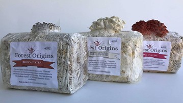 Mushroom Trio Grow Kit