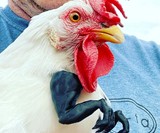 3D Printed T-Rex Chicken Arms