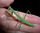 Praying Mantis Eggs