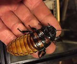 Sexed Pair of Madagascar Hissing Cockroaches