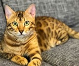 Become Your Cat Mask