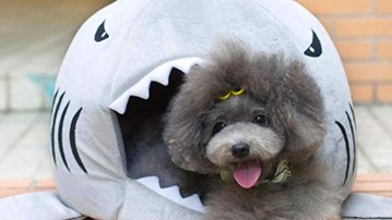 Shark Pet Bed Shark Pet Bed