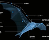 Festo BionicFlyingFox