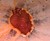 Bleeding Heart LED Bath Bomb Bleeding Heart LED Bath Bomb