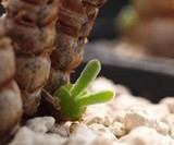 Bunny Ear Succulents