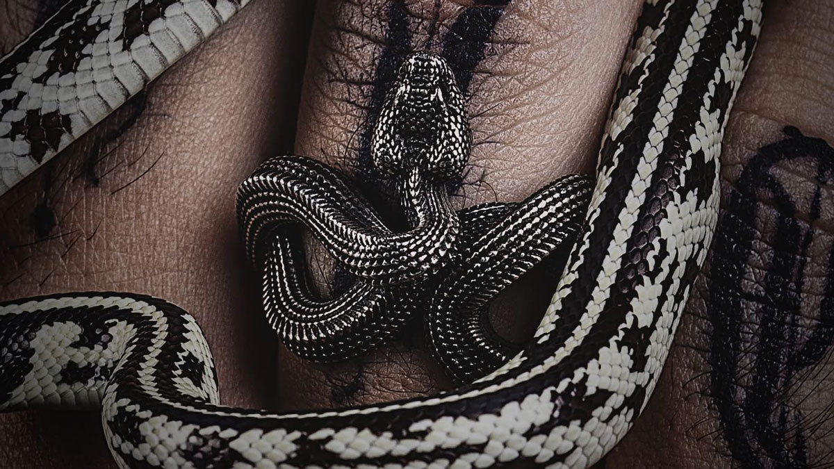 Viper Ring Viper Ring