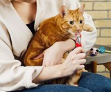 Delectables SqueezeUps - Go-Gurt for Cats