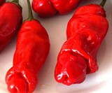 Peter Pepper Seeds