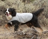 Dog Cooling Vest