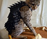 Cat Battle Armor