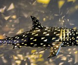 Geometric Shark Chandelier