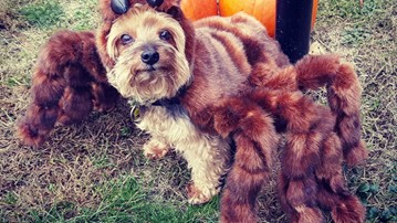 Small Tarantula Dog Halloween Costume Small Tarantula Dog Halloween Costume