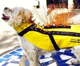 Coyote Vest Pet Body Armor