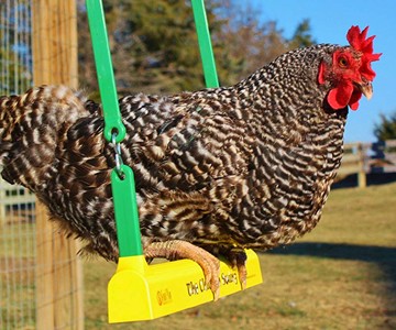 The Chicken Swing The Chicken Swing