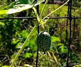Mouse Melon Seeds