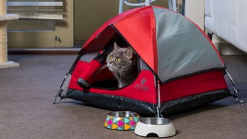 Cat Camp Cat Tents Cat Camp Cat Tents