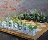 Air Plant Living Chess Set