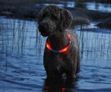 Red glowdoggie Dog Collar