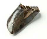 Mini Museum - Portable Curiosities Collection