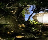 Cocoon Tree