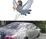 Prank Fake Bird Poop