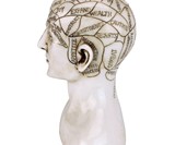 Phrenology Bust