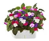 Click & Grow SmartPot Plants - Busy Lizzy