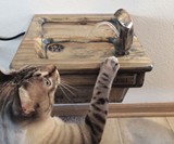 Cat Drinking Fountain