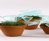Lamp Plants
