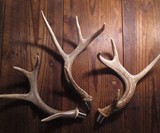 Deer Antler Beer Tap Handle