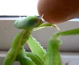 Live Chinese Praying Mantis