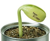 Message Bean-9631