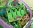 Minecraft Marshmallow Creeps
