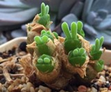 Bunny Ear Succulents