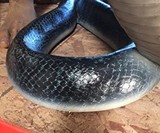 Life Size King Cobra Snake Statue