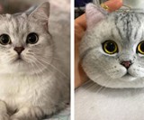 Custom Stuffed Pet Replicas