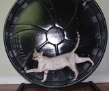 Cat Hamster Wheel