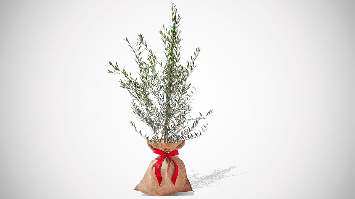 PlantOGram Live Frantoio Olive Container Tree PlantOGram Live Frantoio Olive Container Tree