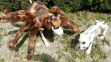 Medium Tarantula Dog Halloween Costume Medium Tarantula Dog Halloween Costume
