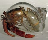 Blown Clear Glass Hermit Crab Shells