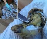50 Pearl Laden Oysters