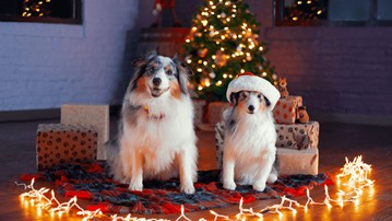 Cuddle Clones - Realistic Stuffed Versions of Your Pet Cuddle Clones - Realistic Stuffed Versions of Your Pet