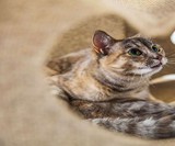 The Ripple Rug Cat Play Mat