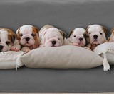 Blue Zoca Waterproof & Pet-Proof Blanket