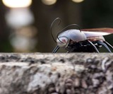 iPhone-Controlled Insects